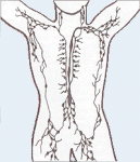 Lymphsystem des Menschen