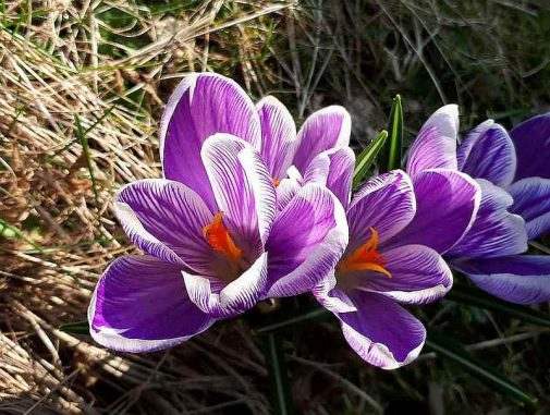krokus_fruehling